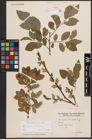 Foto von Salix caprea L. x Salix starkeana Willd.